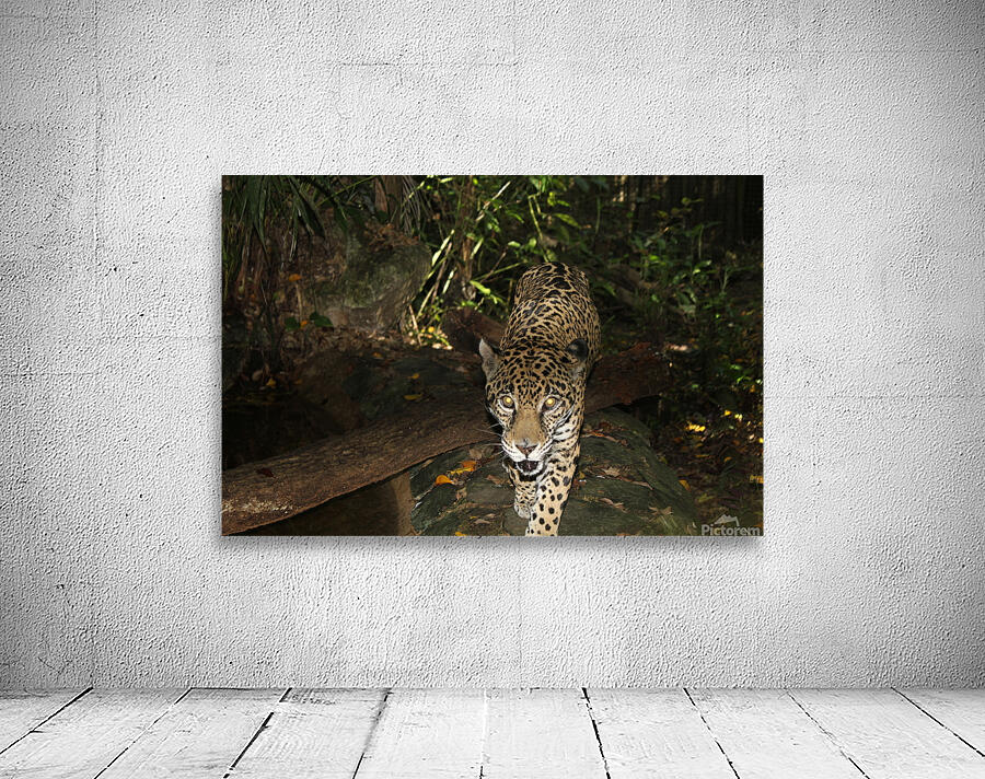 Belize Jaguar Wall Preview