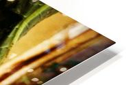 Red Eye Tree Frog HD Metal print