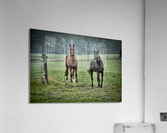 Smile for the camera Acrylic Print