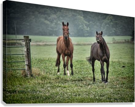 Smile for the camera Canvas Print