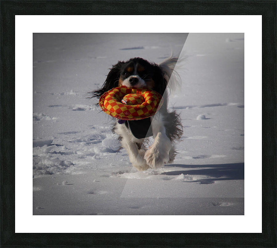 Fetch  Picture Frame print