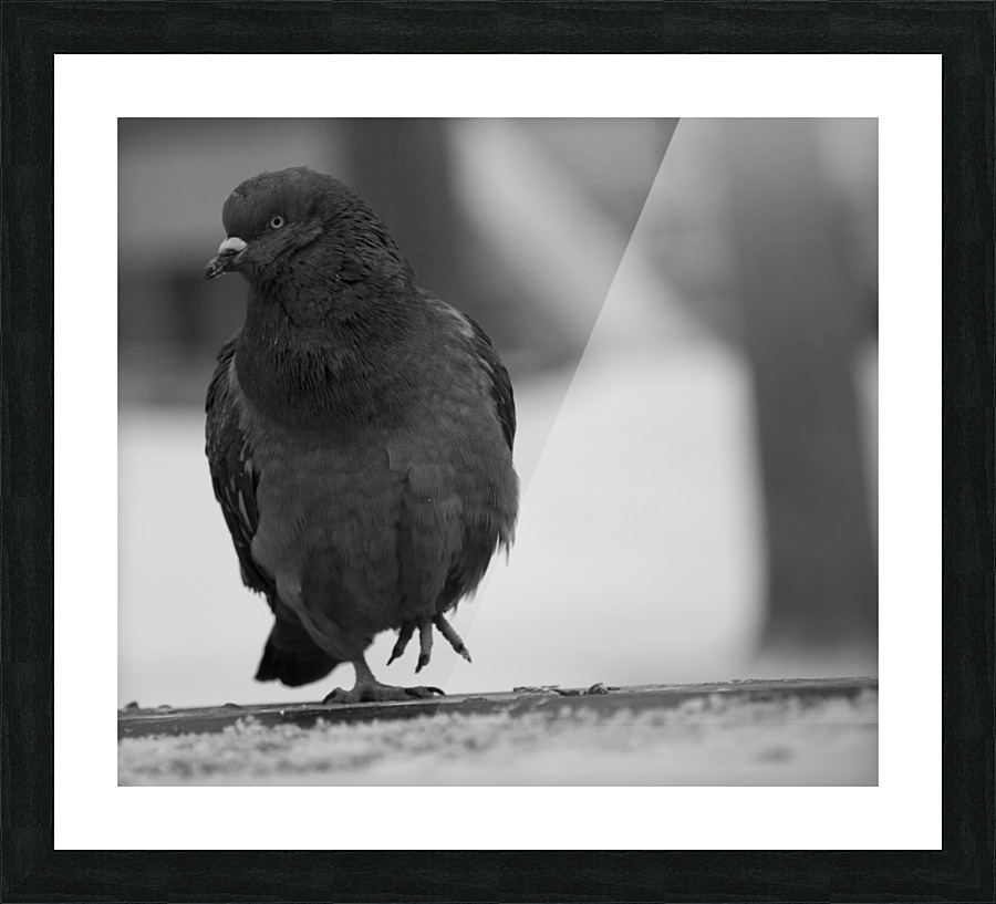pigeon Picture Frame print