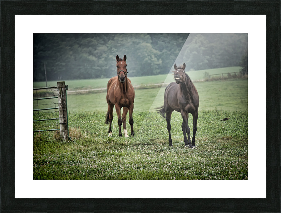 Smile for the camera Picture Frame print