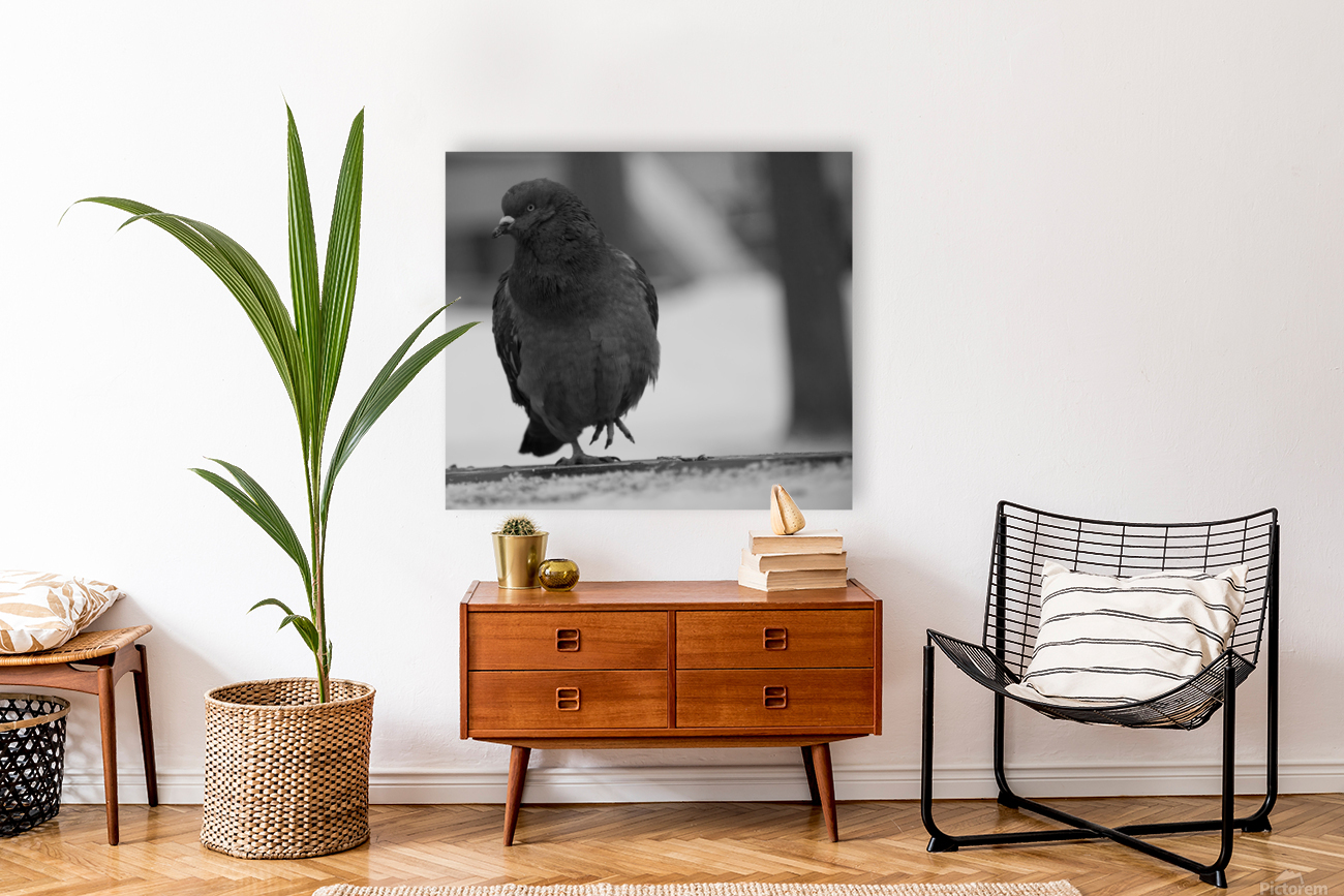 pigeon Reproduction