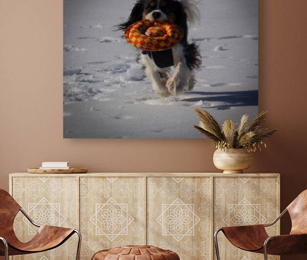 Fetch  by Williams Photography