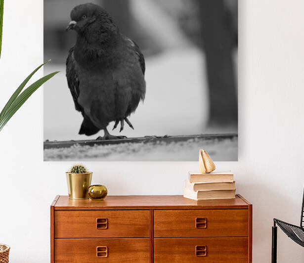 pigeon by Williams Photography