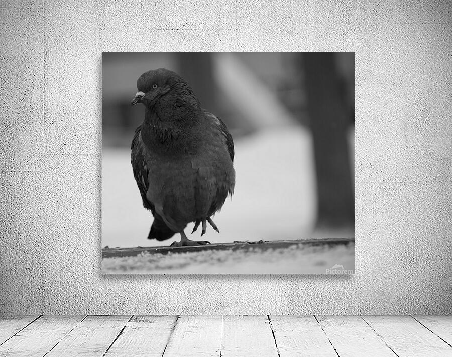pigeon Wall Preview
