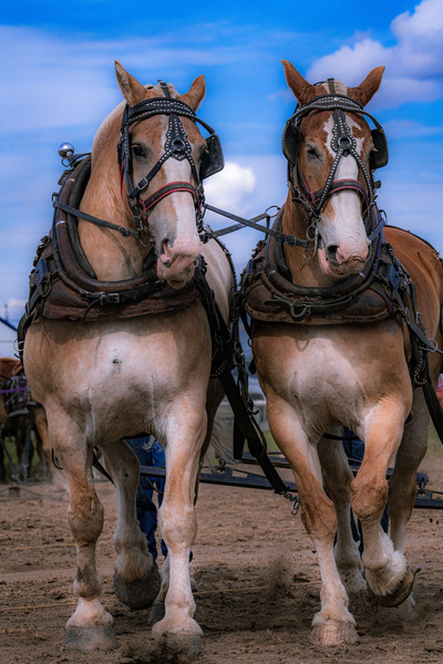 Teamwork Digital Download