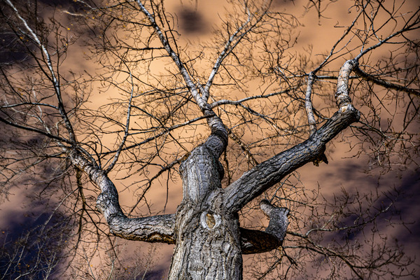 The Tree Digital Download