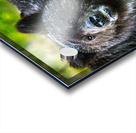 Grizzly Close up Acrylic print
