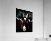 The Goat Acrylic Print