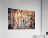 The Tree Acrylic Print