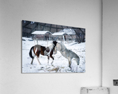 Horse Kicking Acrylic Print