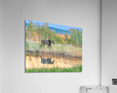 Horse Reflection Acrylic Print