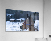 Horse Portrait Acrylic Print