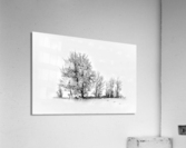 Trees BW Acrylic Print
