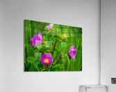 Wild Roses Acrylic Print