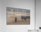 The Cowboy Acrylic Print