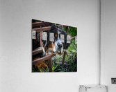 Burnese Acrylic Print