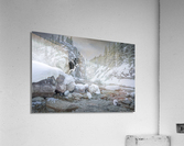 Northern Dog Acrylic Print