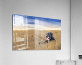 Resting Acrylic Print