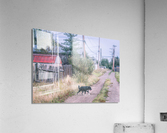 The Stray Acrylic Print
