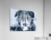 Winter Dog Acrylic Print