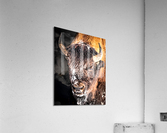 Bison Portrait Acrylic Print