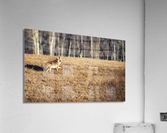 Coyote Acrylic Print