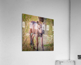 Curious Calf Acrylic Print