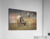 Grazing Acrylic Print