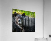 Grizzly Close up Acrylic Print