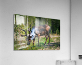 Grazing Caribou Acrylic Print