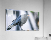 Eating Peanuts Acrylic Print