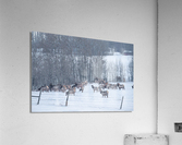 Elk Herd Acrylic Print