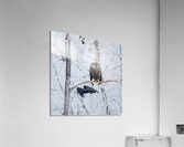 Eagle and Raven Acrylic Print