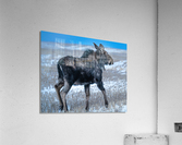Moose in Open Field Acrylic Print