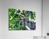 Mountain Caribou Rack Acrylic Print