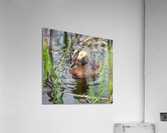 Horned Grebe Acrylic Print