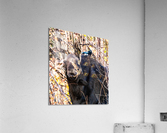 I m Listening Acrylic Print