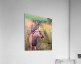 Moose Calfs Acrylic Print