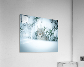 Lynx Acrylic Print