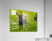 Moose Triplets Acrylic Print