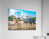 Mule Deer Acrylic Print