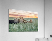 Moose Triplets at Sunset Acrylic Print