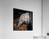 Nesting Pidgeon Acrylic Print
