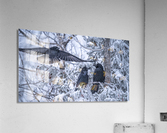 Ravens Acrylic Print
