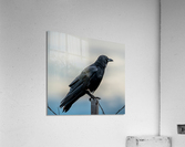 Raven on a Post Acrylic Print