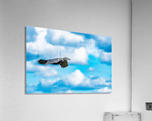 Raven in Flight Acrylic Print