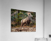 Ram Acrylic Print